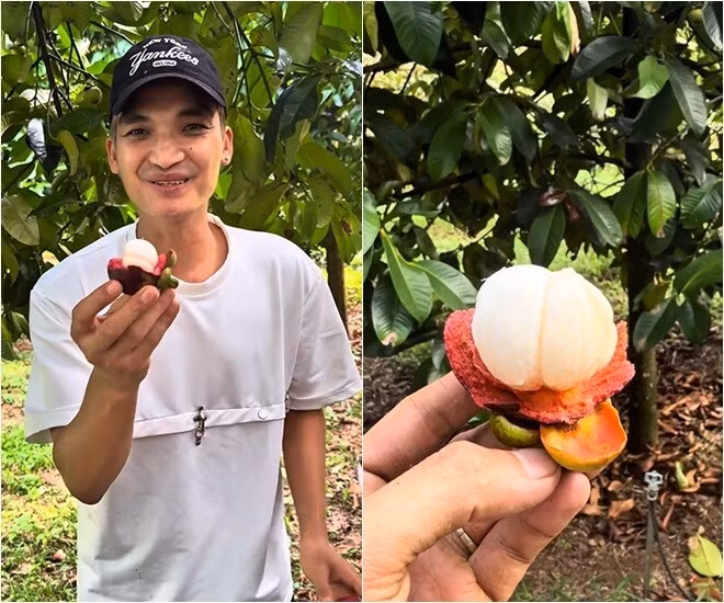 Ngoài sầu riêng, Mạc Văn Khoa còn thích thú khi lần đầu được hái măng cụt "trắng tươi" ăn tại vườn. Ảnh chụp màn hình