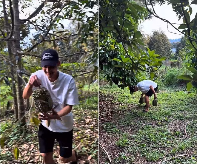 Mạc Văn Khoa thích thú đi nhặt sầu riêng trong vườn. Ảnh chụp màn hình