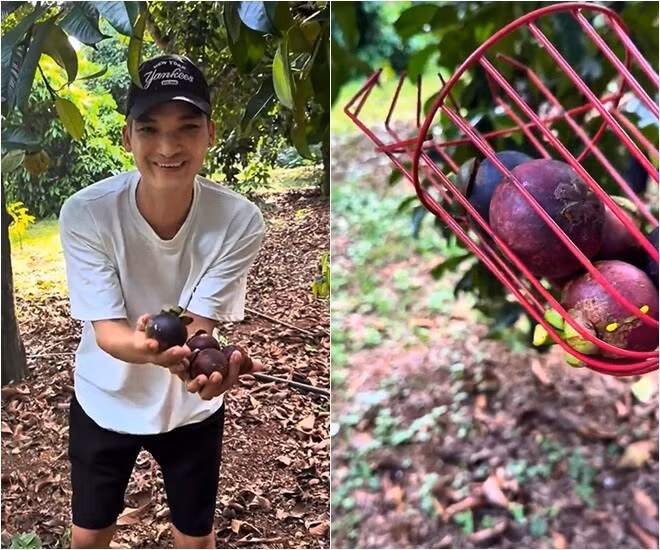 Chỉ vài giây, nam diễn viên đã hái đầy tay trái măng cụt. Ảnh chụp màn hình