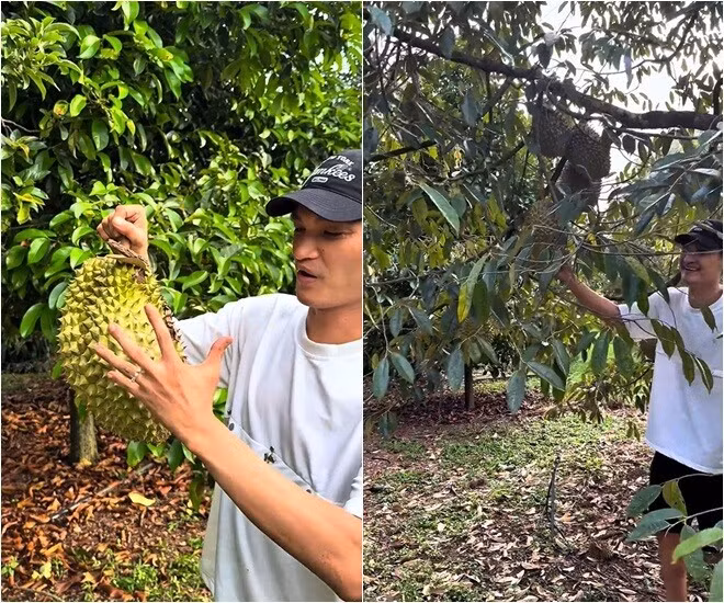 Nam diễn viên hài chia sẻ cảm xúc được trải nghiệm đi nhặt sầu riêng trong khu vườn và ăn tới no nê. Ảnh chụp màn hình