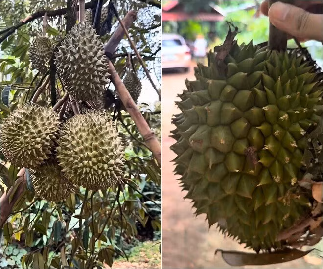 Những trái sầu riêng to trông thích mắt. Ảnh chụp màn hình