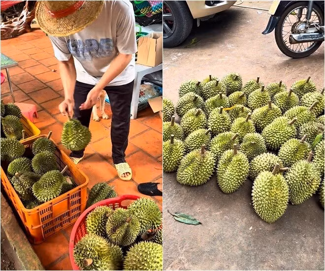Mạc Văn Khoa được thưởng thức 4 loại sầu riêng, có cả sầu riêng khổ qua. Ảnh chụp màn hình
