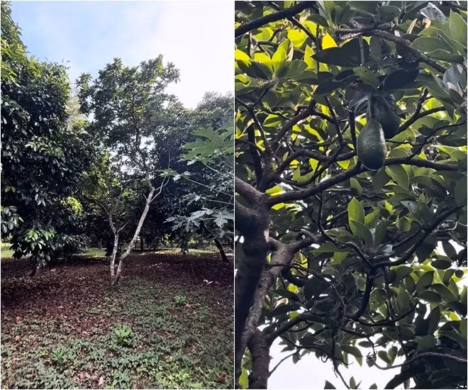 Khu vườn còn có bơ, mít cũng sắp vào vụ thu hoạch. Ảnh chụp màn hình