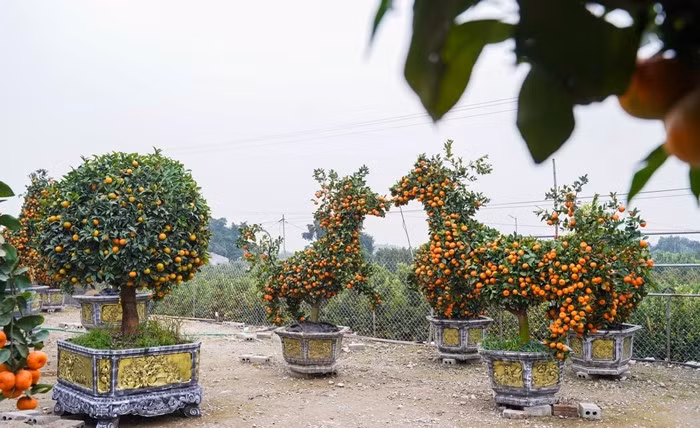 Từng đường cong, độ vươn của cành được tính toán cẩn thận, uốn nắn tỉ mỉ nhằm tạo hình dáng con ngựa cân đối, đẹp mắt. Ảnh: Tiền phong