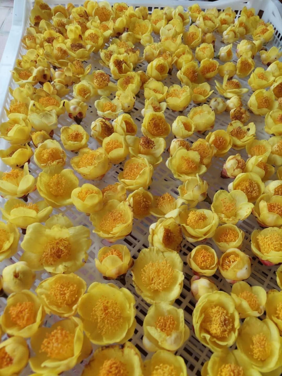 Theo các nghiên cứu, hoa chứa nhiều hoạt chất quý như flavonoid, saponin và polyphenol, có tác dụng chống oxy hóa, giảm mỡ máu, hỗ trợ hạ huyết áp và tăng cường miễn dịch. Ảnh: Internet