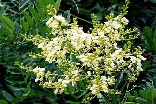 Trong phong thủy, cây hòe mang năng lượng tích cực mạnh mẽ, giúp chiêu tài chiêu lộc. Ảnh: Vinmec