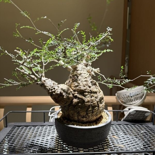 Với giới chơi cây lâu năm, một bộ gốc càng dị, càng già, càng thể hiện được sự khắc nghiệt của thời gian, giá trị càng cao. Ảnh: Caudexpetals