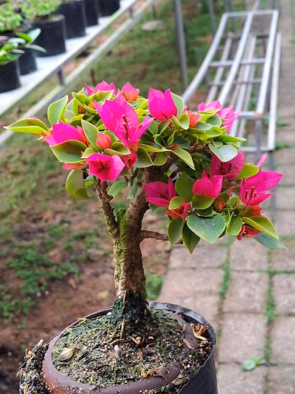 Hoa giấy mini thích hợp để trang trí trên bàn làm việc, phòng khách hoặc ban công. Ảnh: Facebook