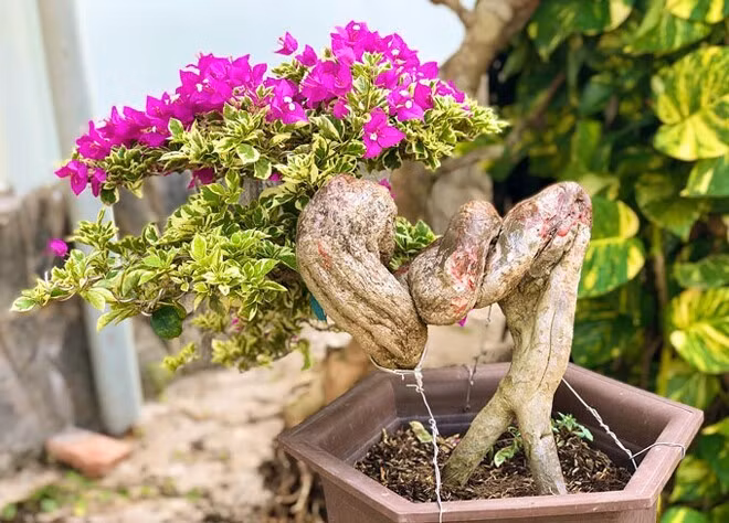 Hoa giấy được ưa chuộng bởi sự đa dạng màu sắc. Loài hoa này có tới hơn 20 màu sắc khác nhau như xác pháo, trắng, vàng...Ảnh: Internet