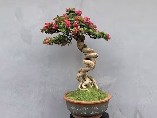 Nhiều năm nay, hoa giấy "lột xác" ngoạn mục khi được tạo tác thành bonsai nghệ thuật. Ảnh: Yeubonsai