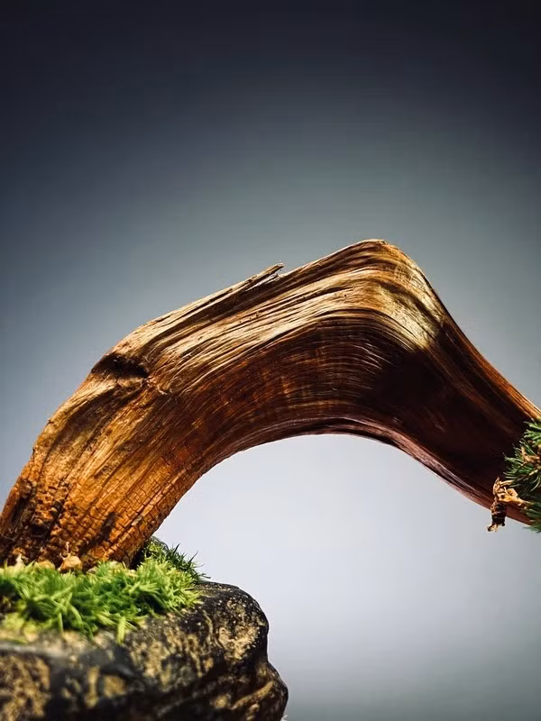 Vân gỗ xếp lớp đẹp mắt, thớ mịn, không mối mọt, ít nứt nẻ, khẳng định sự bền bỉ và giá trị vượt trội. Ảnh: Slow Green