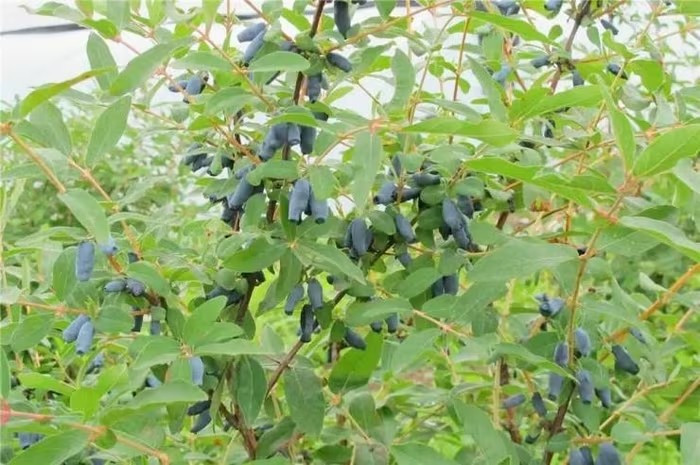 Quả haskap có thể được tìm thấy ở Nhật Bản, Triều Tiên. Thậm chí, người Triều Tiên còn xuất khẩu haskap sang Trung Quốc. Ảnh: Getty