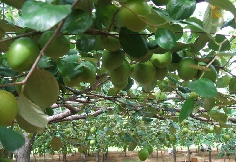 Táo gió là đặc sản nổi tiếng của vùng đất Phan Rang (Khánh Hòa). Loại quả này nằm trong danh sách "20 trái cây tốt nhất" do một chuyên trang ẩm thực tại Anh công bố. Ảnh: Viefarm