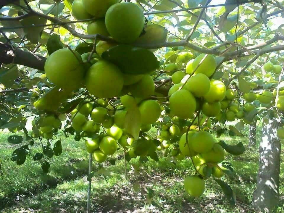 Trên thị trường, táo gió có giá dao động từ 30.000 - 50.000 đồng/kg, tùy kích thước và mùa vụ. Ảnh: Internet