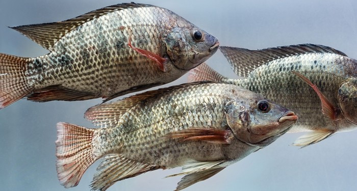 Trong đó, Mỹ nhập khẩu cá rô phi Việt Nam đạt kim ngạch 53 triệu USD trong năm qua, tăng 173% so với năm 2024, chiếm hơn 53% tổng kim ngạch xuất khẩu cá rô phi. Ảnh: Internet