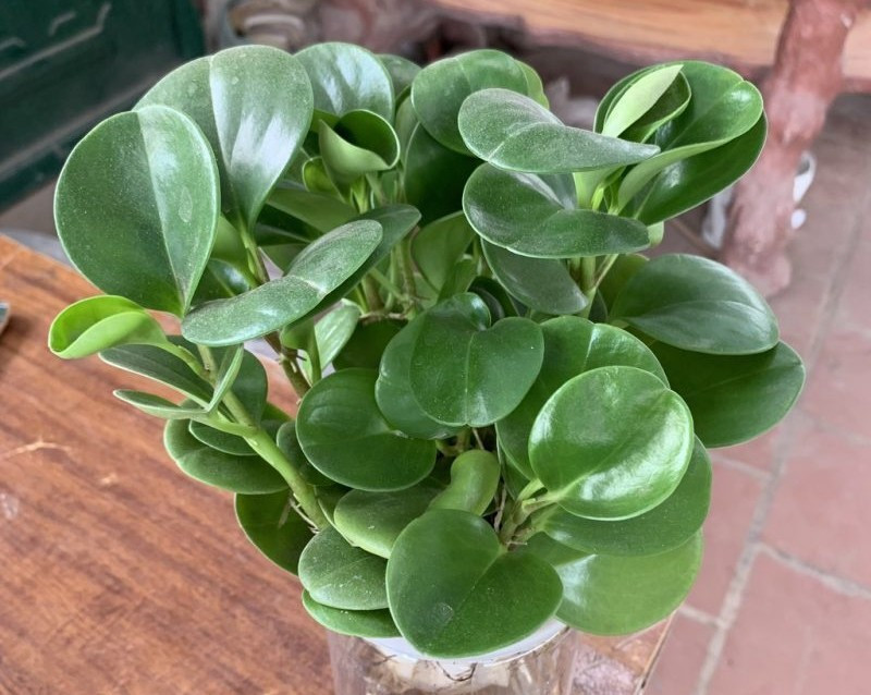 View - 4 loại hoa trồng dễ hơn gừng bonsai | Báo Tri thức và Cuộc sống - TIN TỨC PHỔ BIẾN KIẾN THỨC 24H