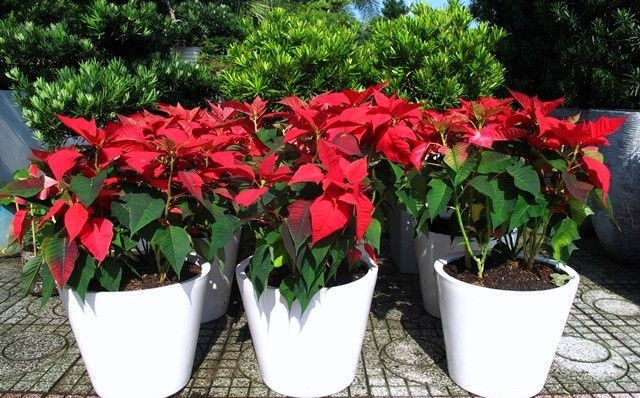 Trạng nguyên ưa ánh sáng nhẹ, đất ẩm và thoát nước tốt. Khi được chăm sóc hợp lý, cây sẽ tiếp tục phát triển và cho lá màu đẹp vào những dịp lễ sau. Ảnh: Caycanhhanoi