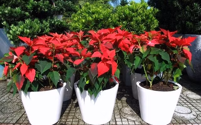 Trạng nguyên ưa ánh sáng nhẹ, đất ẩm và thoát nước tốt. Khi được chăm sóc hợp lý, cây sẽ tiếp tục phát triển và cho lá màu đẹp vào những dịp lễ sau. Ảnh: Caycanhhanoi