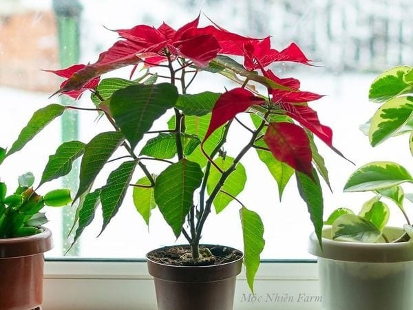 Hoa trạng nguyên thường được trưng trong nhà dịp Tết với ý nghĩa mang lại may mắn, thành công. Ít người biết rằng loài hoa này có thể trồng lại trong vườn hoặc chậu. Ảnh: Mộc nhiên farm