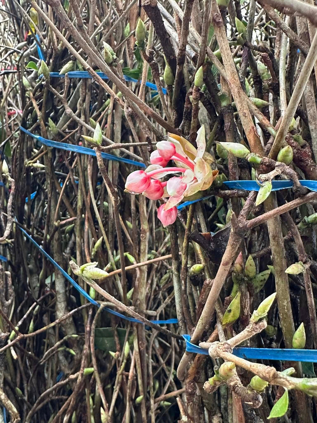 Hơn nữa, đào chuông Yên Tử chủ yếu tồn tại trong tự nhiên, số lượng không lớn. Việc khai thác cành chơi Tết được khuyến cáo phải có kiểm soát nhằm tránh tác động tiêu cực đến hệ sinh thái rừng. Ảnh: FB Ngọc Việt