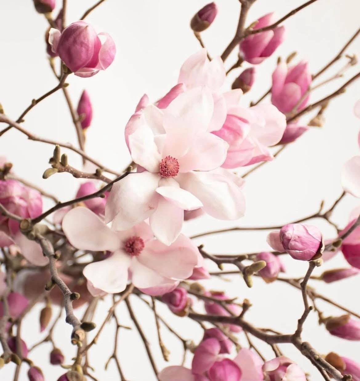 Giá hoa mộc lan khá đa dạng, cành nhỏ vài trăm nghìn, cành to giá lên tới vài triệu đồng. Ảnh: FB An Corner Shop