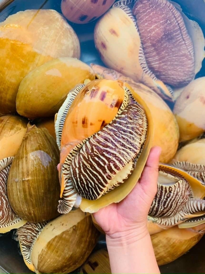 Một con ốc giác trưởng thành thường nặng từ 1-3kg, một số cá thể lớn có thể đạt trọng lượng lên tới khoảng 5kg. Ảnh: Haisanbienhoa