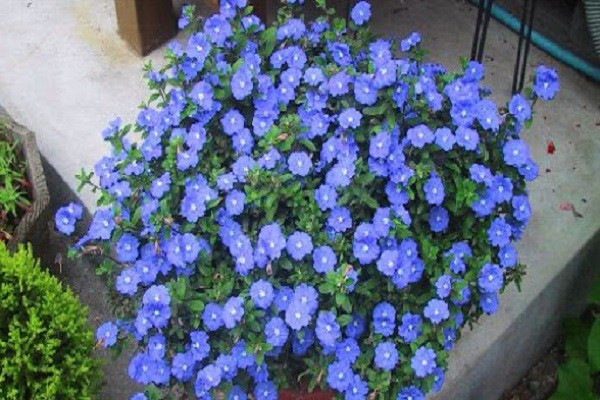 Hoa thanh tú màu xanh nhạt, tạo cảm giác dịu và mát. Loại hoa này phù hợp ban công có nắng, trồng số lượng lớn. Ảnh: Internet