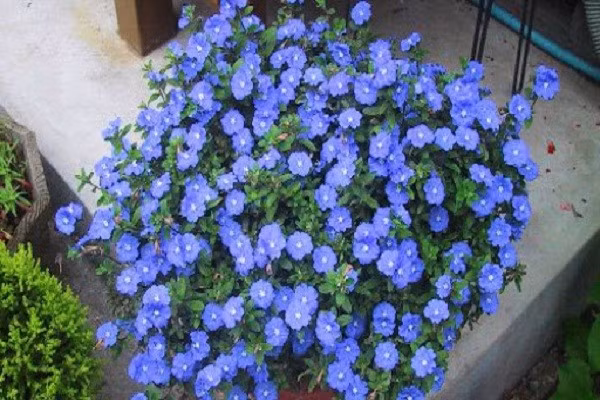 Hoa thanh tú màu xanh nhạt, tạo cảm giác dịu và mát. Loại hoa này phù hợp ban công có nắng, trồng số lượng lớn. Ảnh: Internet