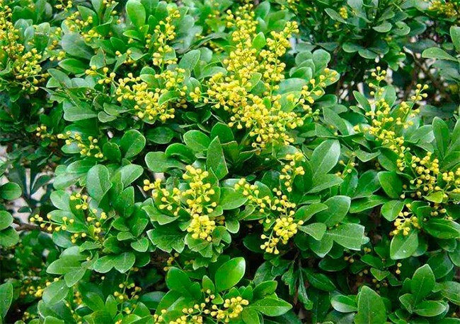 Trước kia, cây ngâu thường được chuộng làm hàng rào do có thân cành dẻo dai, mọc sum suê, xanh tốt quanh năm. Ảnh: Internet