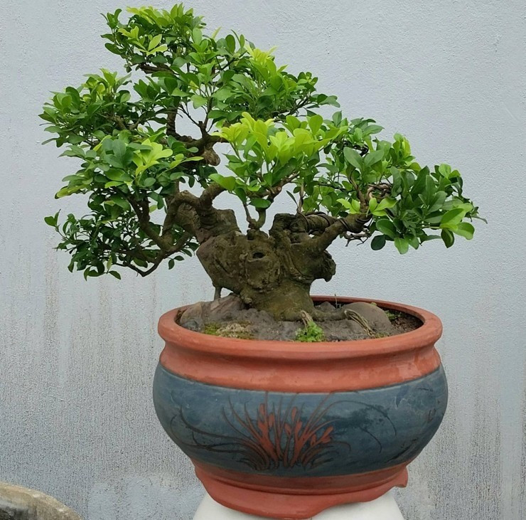 Trong khi đó, dòng ngâu bonsai mini, giá chỉ vài trăm nghìn đồng. Ngâu bonsai mini được chơi cây yêu thích vì nhỏ gọn, dễ chăm và phù hợp không gian nhỏ. Ảnh: Internet