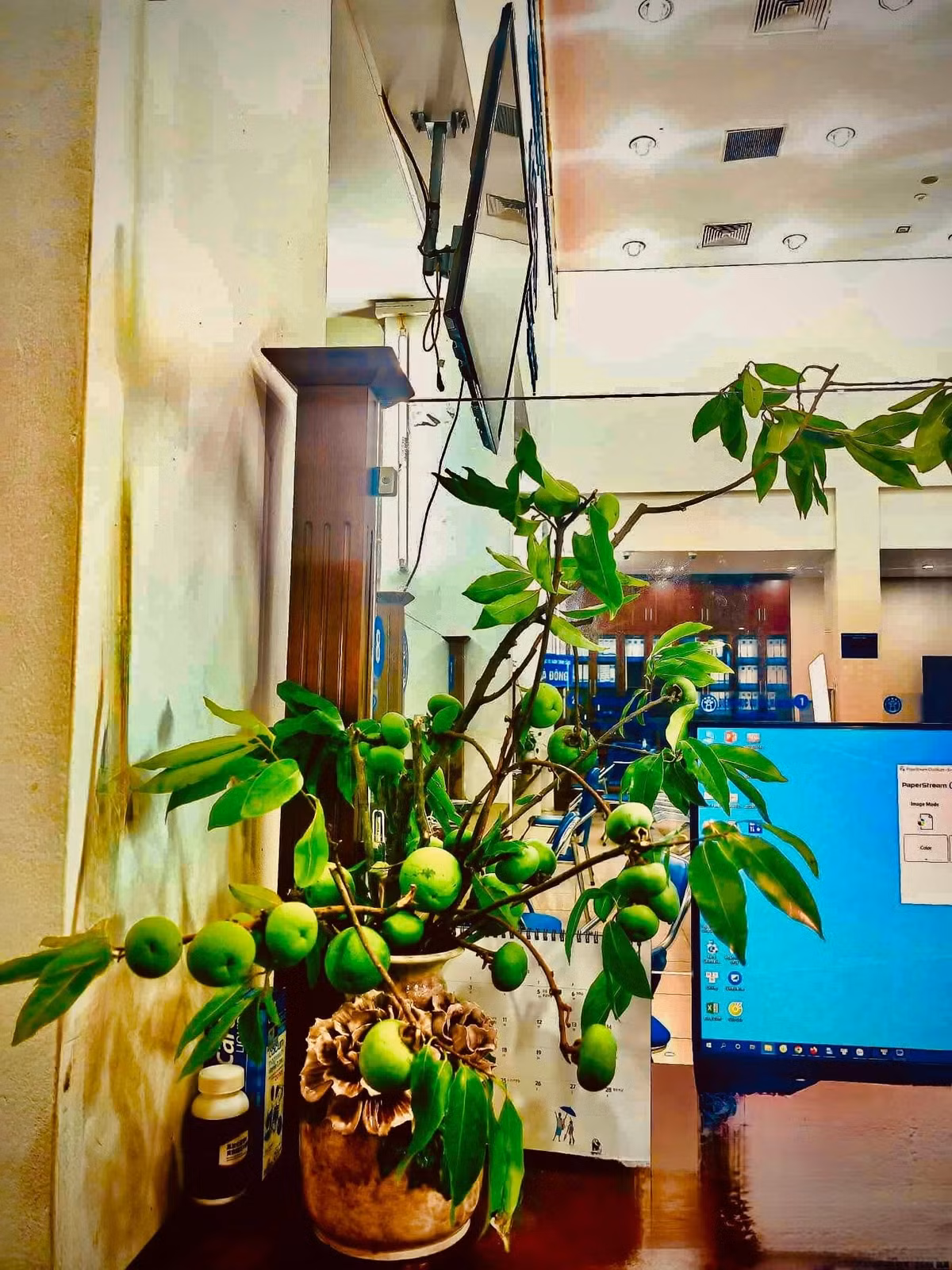 Đa số cành thị đều là quả xanh song cũng có nhiều quả già, người chơi cắm trong lọ quả cũng có thể chín dần. Ảnh: FB Sple Nguyet