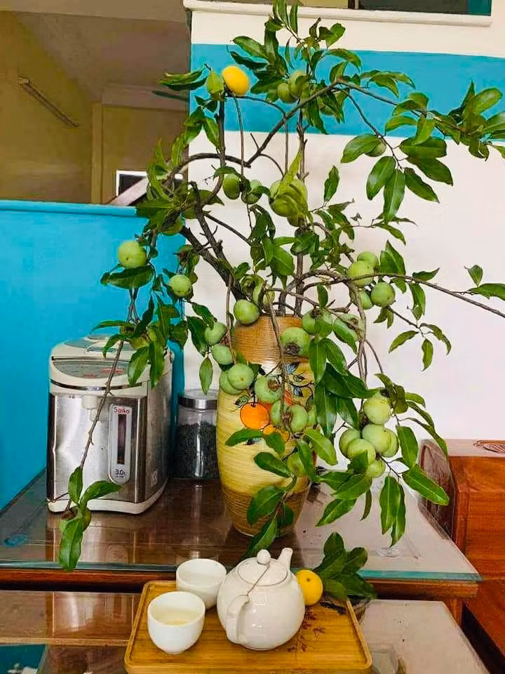 Chị Huyền (ở phường Vĩnh Tuy, Hà Nội) chia sẻ, cành thị cắm bình mang vẻ đẹp riêng, ngoài hương thơm còn tạo điểm nhấn khác biệt cho căn nhà. Ảnh: FB Sple Nguyet