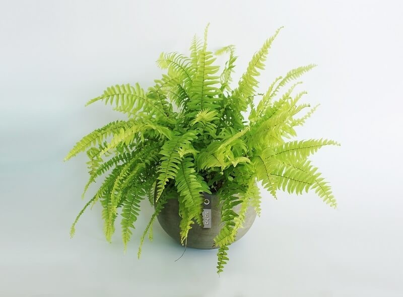 Dương xỉ ưa bóng râm, phát triển tốt trong môi trường ẩm và ít ánh sáng trực tiếp. Loài cây này có tác dụng lọc formaldehyde, làm sạch không khí và giảm căng thẳng tinh thần. Ảnh: Vuonngoctan