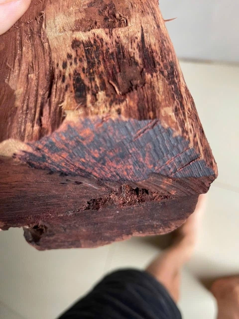 Trước kia, loại gỗ này bị xếp vào nhóm gỗ tạp, chỉ dùng làm đồ gia dụng rẻ tiền. Ảnh: Tiền phong