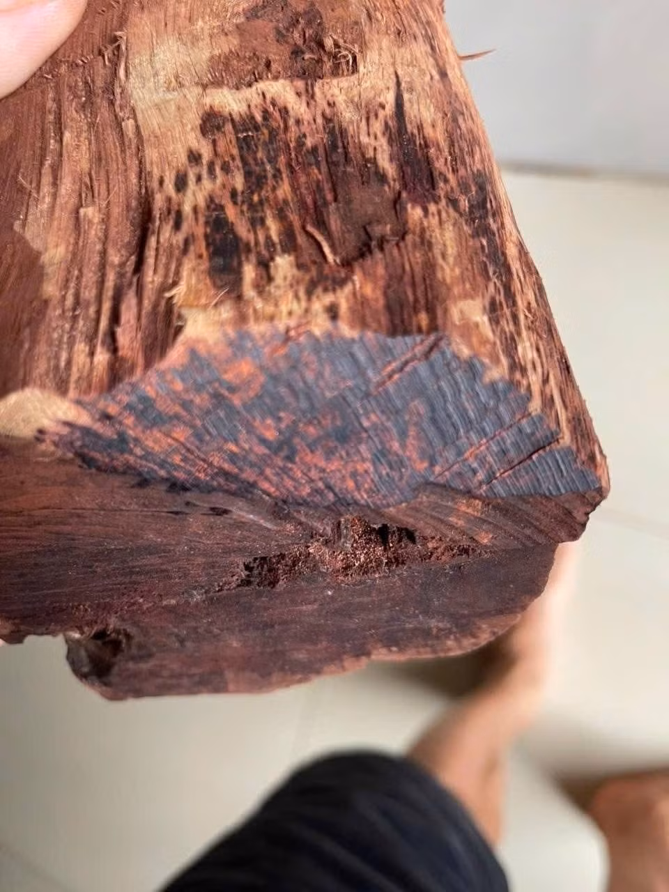 Trước kia, loại gỗ này bị xếp vào nhóm gỗ tạp, chỉ dùng làm đồ gia dụng rẻ tiền. Ảnh: Tiền phong