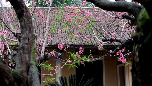 Theo các chuyên gia phong thủy, thay vì trồng những loại cây mang ý nghĩa không tốt, nên ưu tiên các loại cây tượng trưng cho tài lộc, sức sống. Ảnh: Vườn Ngọc Tân