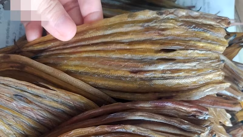 Cá loi choi xuất hiện theo mùa, chủ yếu từ tháng 7 đến tháng 10 âm lịch khi theo con nước từ biển vào cửa sông để sinh sản. Ảnh: VOV