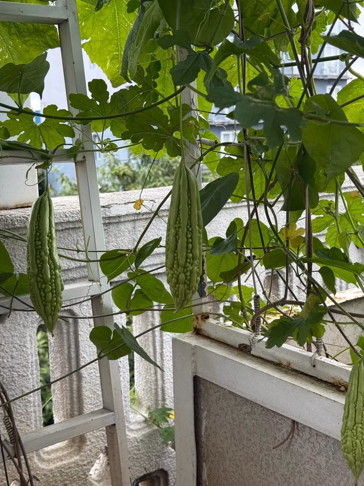 Mướp đắng lủng lẳng giữa tán lá xanh mướt. Ảnh: FBNV