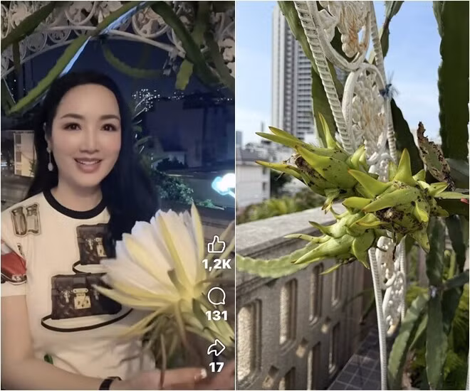 Mới đây, Hoa hậu Giáng My khoe thành quả là trái thanh long chuẩn bị thu hoạch sau vài tuần trổ bông lớn. Ảnh: FBNV