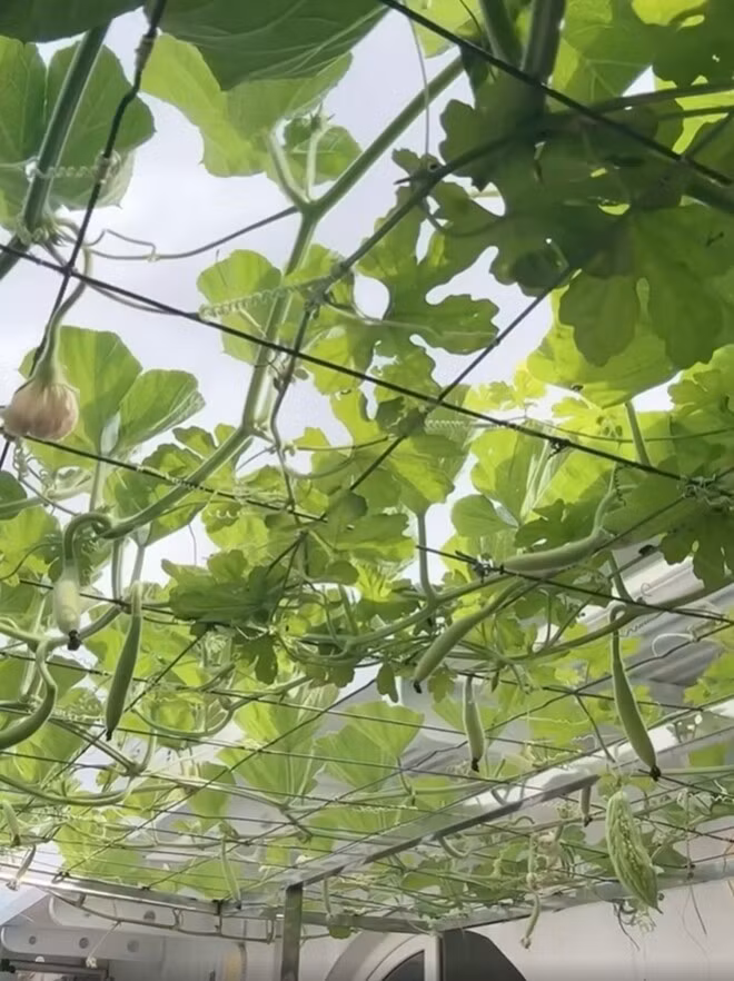 Giàn bầu phủ kín quả, từng trái dài đung đưa trong nắng. Ảnh: FBNV
