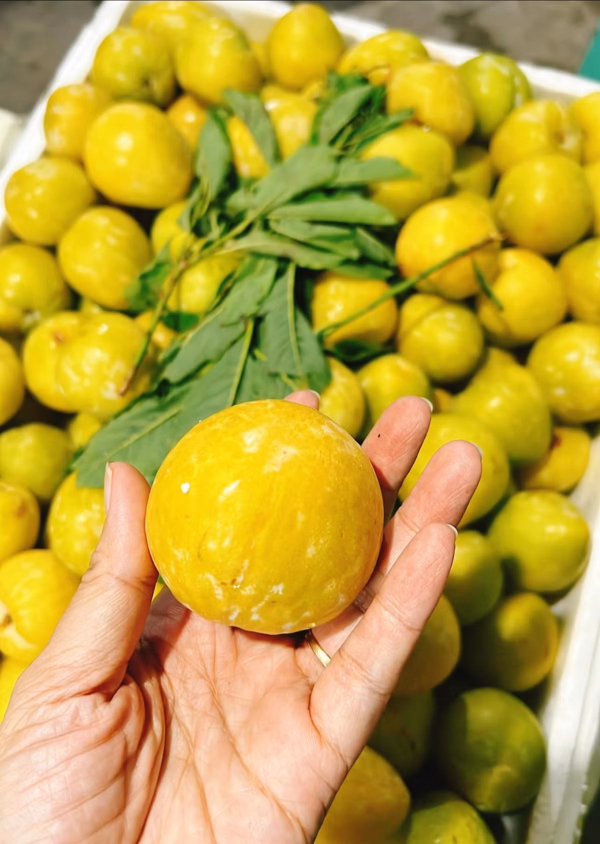 Khách muốn mua mận cau Mông Tự thường phải đặt trước vài ngày. Ảnh; Facebook