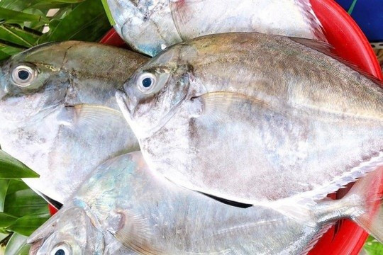 Nhiều nhà hàng tại Lâm Đồng đã đưa cá từ bi vào thực đơn phục vụ du khách. Ảnh: Internet