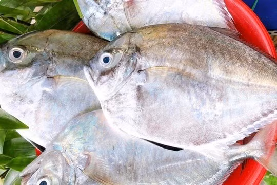 Nhiều nhà hàng tại Lâm Đồng đã đưa cá từ bi vào thực đơn phục vụ du khách. Ảnh: Internet