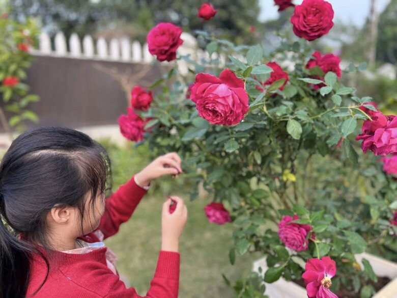 Khóm hồng không quá lớn nhưng cho ra hàng chục bông, bông nào cũng nở to, đầy đặn, đẹp mắt. Ảnh: FB Dang Diem Quynh