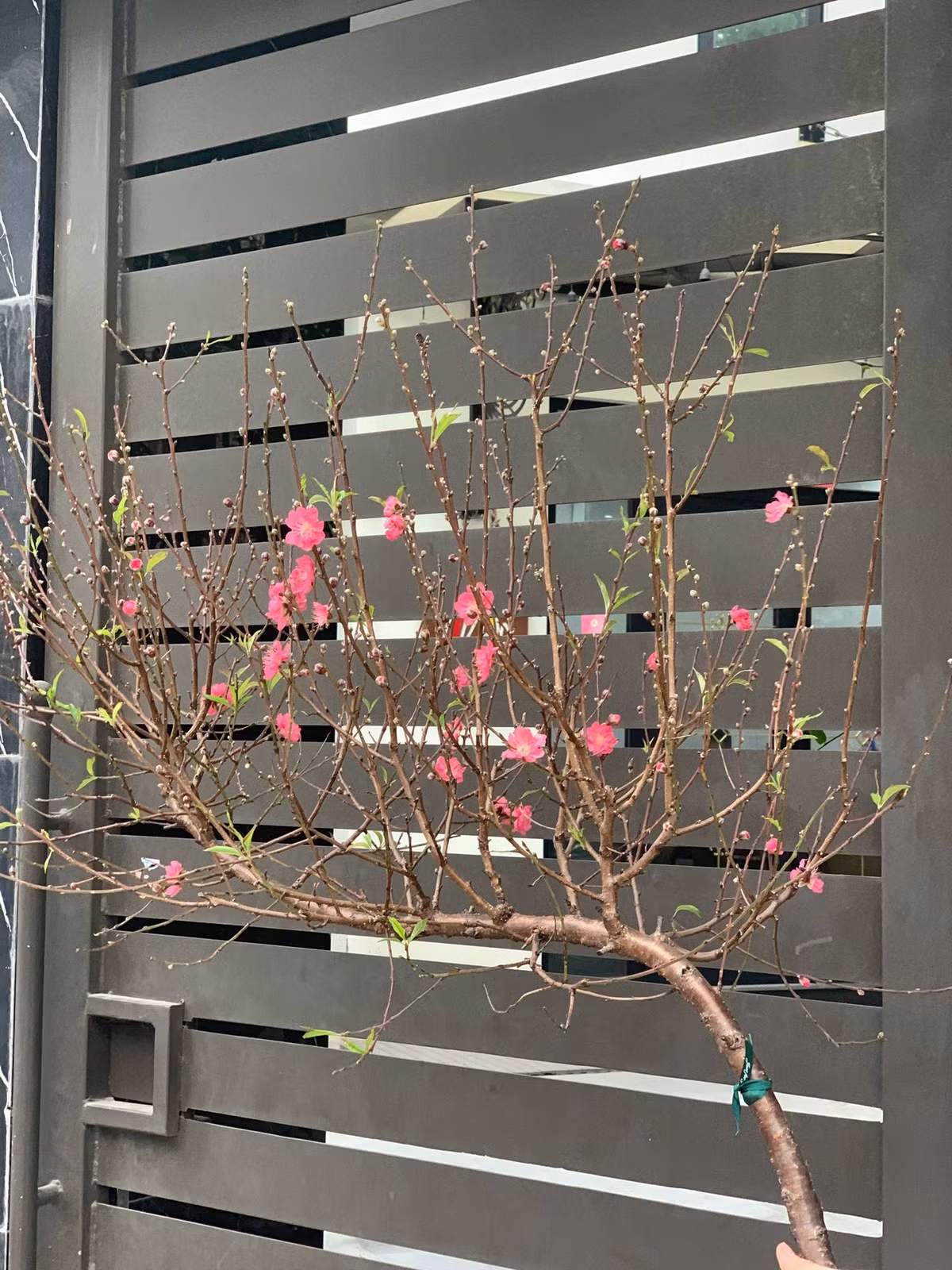 Theo chị Giang, chỉ một cành đào huyền mini cũng đủ thấy tinh tế, mang sắc xuân về nhà. Ảnh: FB Khánh Linh