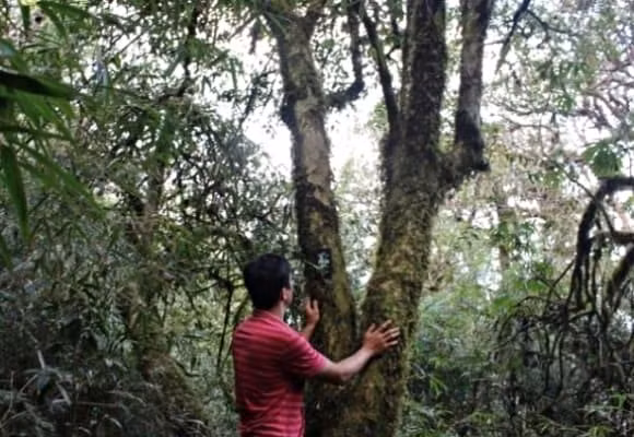 Những cây chè cổ thụ cao từ 5–15m, tán rộng, thân mốc trắng xù xì. Ảnh: Internet