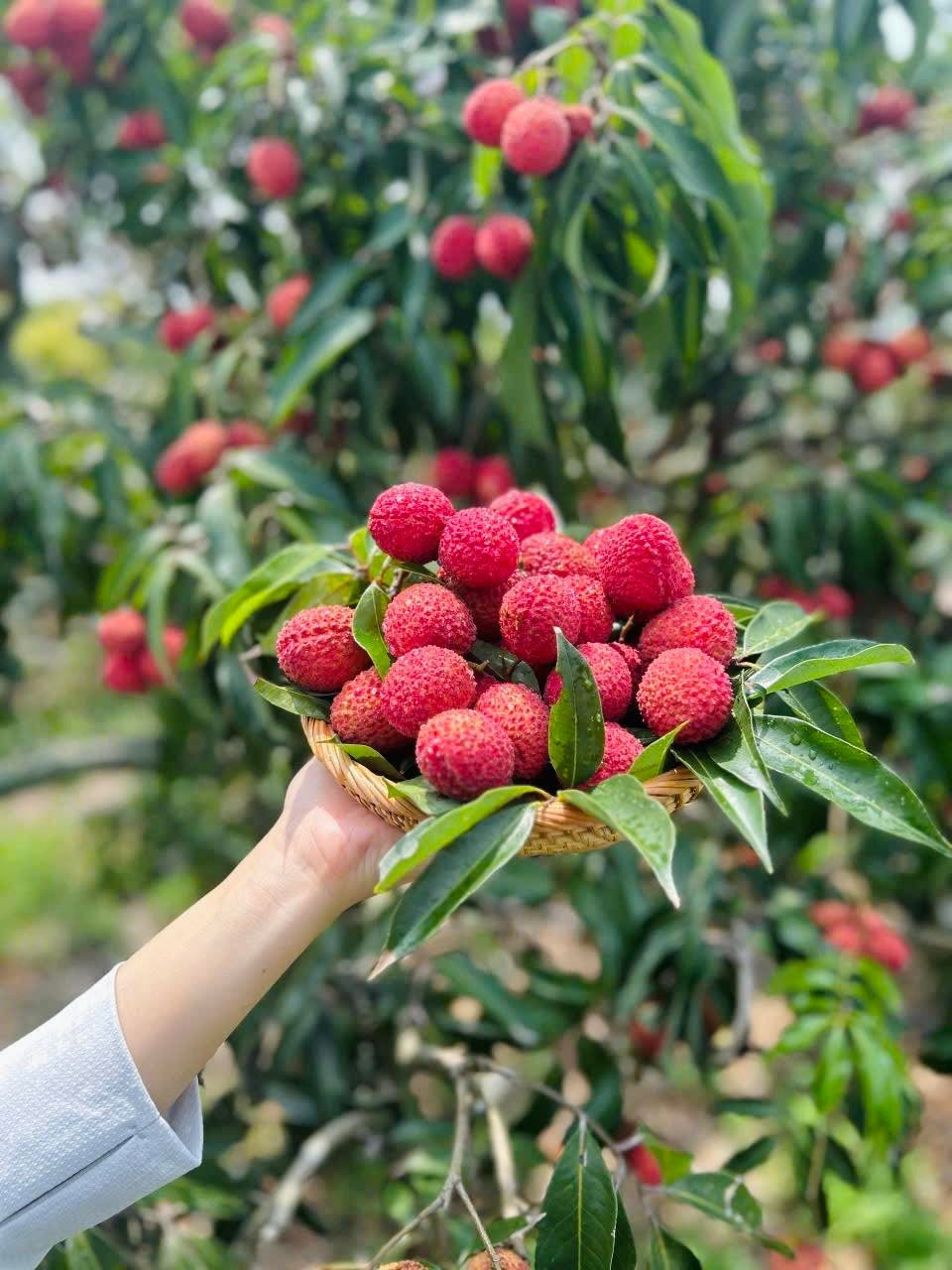 Theo một cửa hàng trái cây nhập khẩu ở Đống Đa (Hà Nội), vải thiều tươi khó bảo quản, để lâu vỏ sẽ bị xuống màu. Vì vậy, cửa hàng chỉ nhận đơn theo khách đặt trước. Ảnh: Fb Hà Thu Huyền