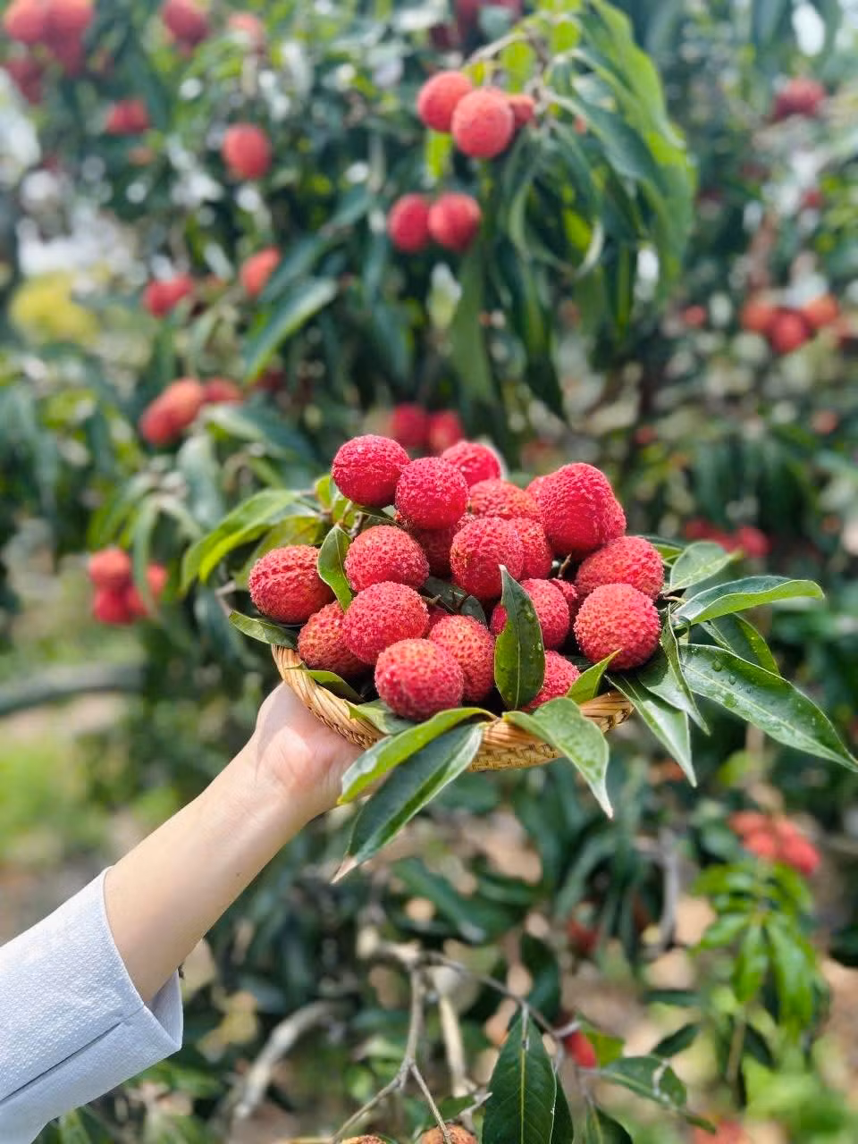 Theo một cửa hàng trái cây nhập khẩu ở Đống Đa (Hà Nội), vải thiều tươi khó bảo quản, để lâu vỏ sẽ bị xuống màu. Vì vậy, cửa hàng chỉ nhận đơn theo khách đặt trước. Ảnh: Fb Hà Thu Huyền