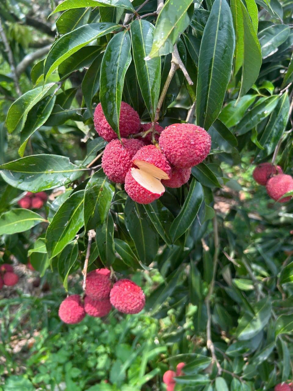 Cũng theo người bán, vải không hạt Trung Quốc chỉ đem xuất Nhật và được ví như viên pha lê giữa hòn đảo xinh đẹp. Ảnh: Facebook