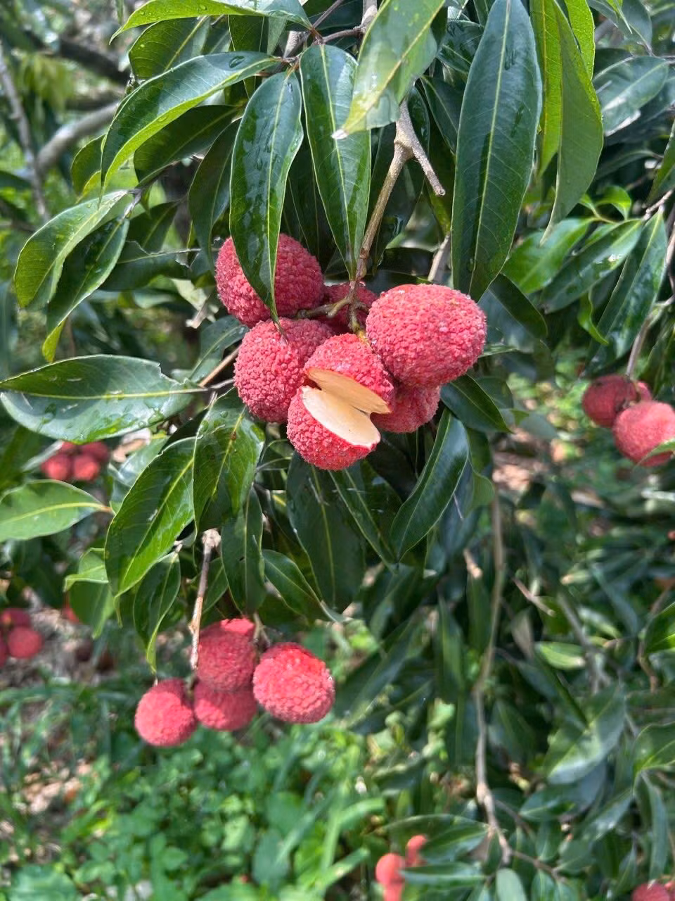 Cũng theo người bán, vải không hạt Trung Quốc chỉ đem xuất Nhật và được ví như viên pha lê giữa hòn đảo xinh đẹp. Ảnh: Facebook